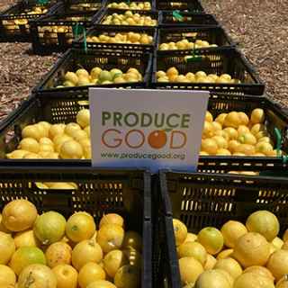 ProduceGood lemon harvest