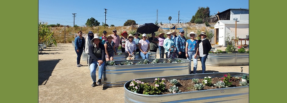 Olivewood Kitcenistas in composting garden