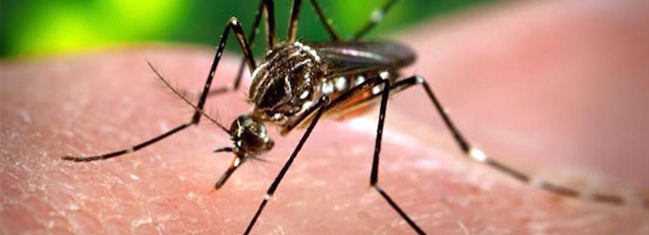 County Vector Program Helps Residents Prepare for Mosquito Season