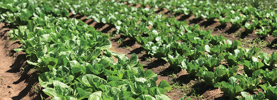 Students Grow Food for Lunch Program and Learn Healthy Habits