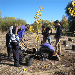Volunteers planting trees