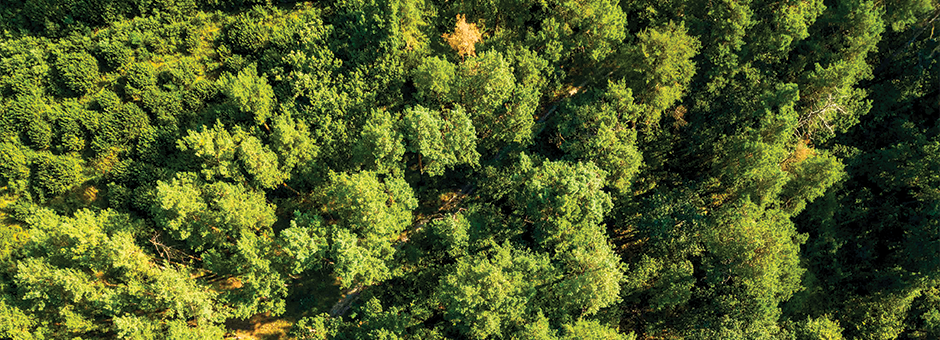 New Year’s Resolution: 12 Months of Sustainable Living