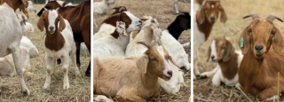 SDG&E Pilots Goat Grazing Program to Help Clear Brush and Prevent Wildfires