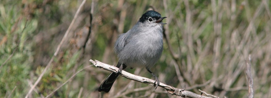 The Multiple Species Conservation Program Turns 20!