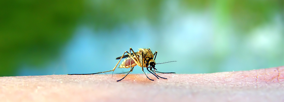 A mosquito feeds on a human. 