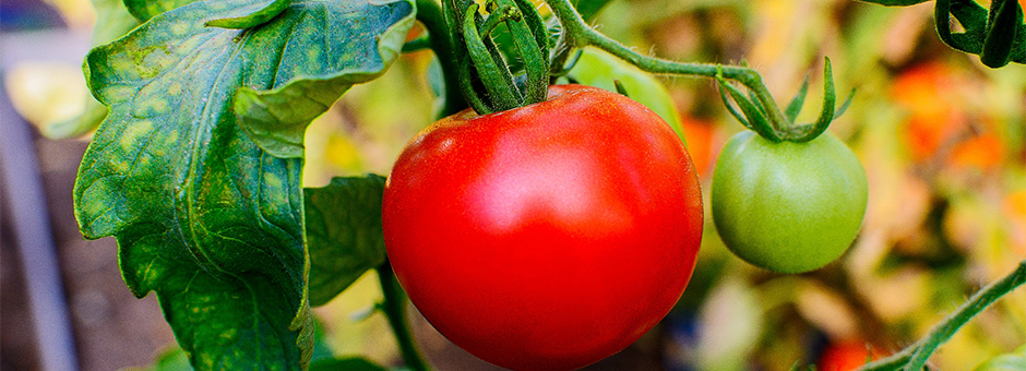 Encinitas Union School District Farm to School
