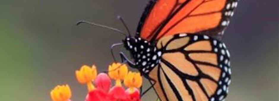 Winter Showers Will Bring Spring Flowers…and Butterflies