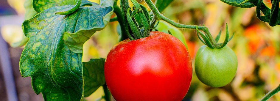 Chula Vista Elementary School District Fighting Obesity With Healthier Choices