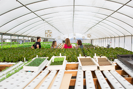 Daily Harvest Express at Shen Farms